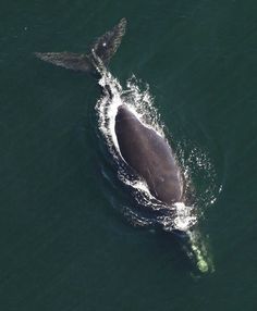 a large gray whale swimming in the ocean