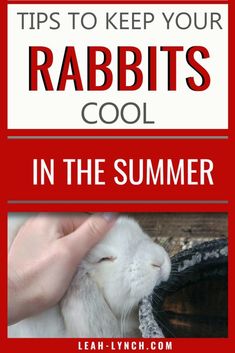 rabbits in the summer with text that reads tips to keep your rabbits cool in the summer