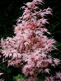 a pink tree in front of some bushes