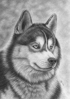 a black and white drawing of a husky dog