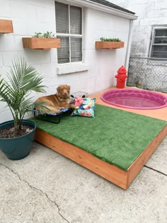 a dog laying on top of a green mat next to a fire hydrant and potted plant