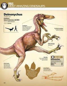 an info sheet showing the different types of dinosaurs and how they are used to study them