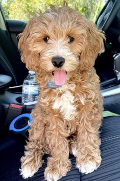 a brown dog sitting in the back seat of a car with its tongue hanging out