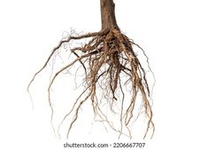 a tree with its roots exposed in front of a white background, showing the top part of it's root