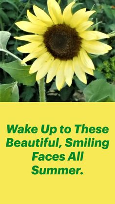 a large yellow sunflower standing in the middle of a field with lots of green leaves