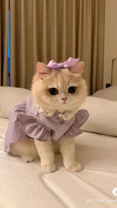 a white cat wearing a purple dress on top of a bed in a room with curtains