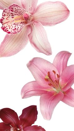 two pink flowers are shown on a white background