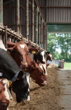 several cows are lined up in the barn to eat some hay and drink from their troughs