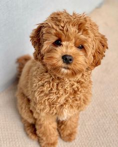 a small brown dog sitting on top of a floor next to a white wall and looking at the camera