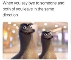 two seagulls with caption saying when you say bye to someone and both of you leave in the same direction