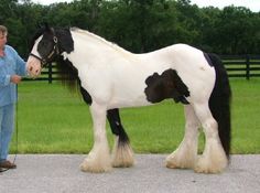 a man standing next to a black and white horse on top of a cement road