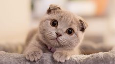 a cat is sitting on top of a blanket and looking at the camera with an intense look