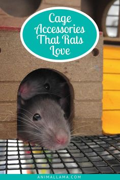 a rat in a cardboard house with the words cage accessories that rats love on it