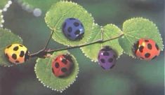 three ladybugs sitting on top of a green leaf