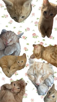 Cat collage wallpaper with rose background pastel colors and cuteness coquette Chat Wallpaper Whatsapp, Cat Background, Silly Cats Pictures, Cute Pastel Wallpaper, Hello Kitty Iphone Wallpaper, Iphone Wallpaper Girly, Art Wallpaper Iphone, Cat Aesthetic, Funny Cute Cats