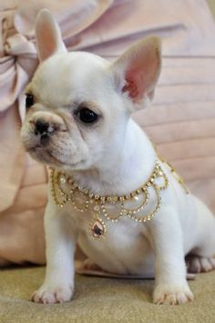 a small white dog sitting on top of a couch wearing a gold chain collar and choker