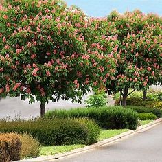 the trees are blooming on the side of the road