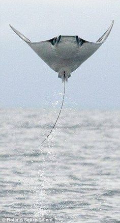 a manta ray dives into the ocean with it's tail stretched out