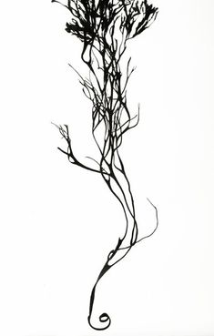 a black and white photo of a plant with long thin stems in the foreground