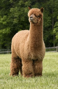 an alpaca standing in the middle of a field