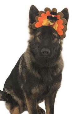 a german shepherd dog wearing a thanksgiving turkey hat for its head, on a white background