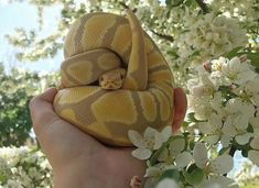 a hand holding a yellow and white snake wrapped around it's head in front of some flowers