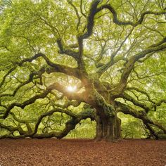 an old oak tree with the sun shining through it's branches in a forest