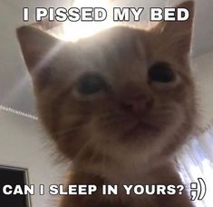 a cat that is looking at the camera and has captioned i missed my bed can i sleep in yours?