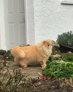 a long haired dog standing in front of a white house next to a garden filled with green plants