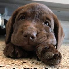 a brown dog laying on top of a floor next to a wall and looking at the camera