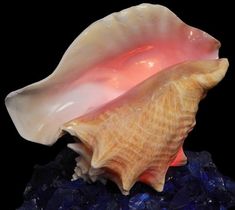 a pink and white shell sitting on top of blue rocks