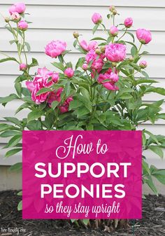 pink flowers in a pot with the words how to support peonies so they stay upright