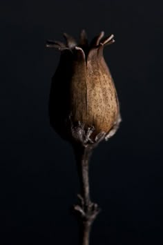 a single flower bud on a black background with only the petals still attached to it