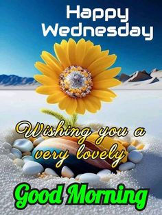 a sunflower sitting on top of a pile of rocks with the words happy wednesday wishing you