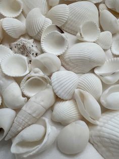 sea shells are scattered on a white surface