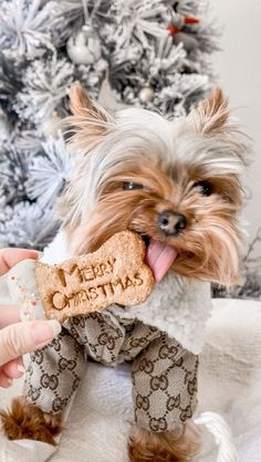 a small dog wearing pajamas and holding a bone in its mouth while sitting next to a christmas tree