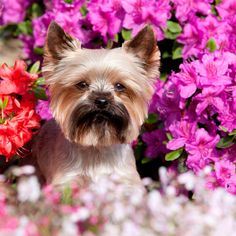 a small dog is sitting in the middle of some purple and red flowers with one eye open