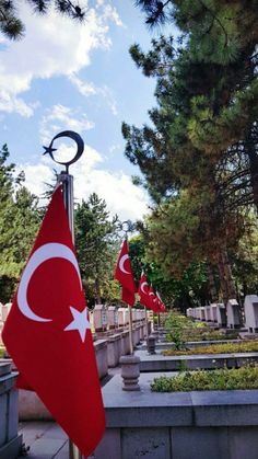 several flags are in the middle of a cemetery