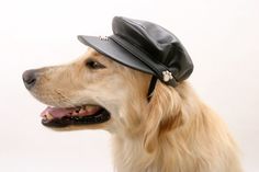 a dog wearing a hat with four different colors