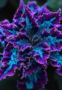 purple and blue flowers with green leaves in the background