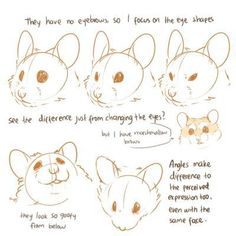 the stages of how to draw an animal's face