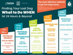 a poster with the words, finding your lost dog what to do when 1st 24 hours and beyond