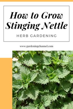 the title for how to grow singing nettle herb gardening