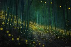 fireflies flying in the air over a forest