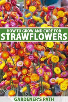 colorful flowers with the title how to grow and care for strawflowers gardener's path