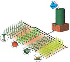 an image of a vegetable garden with many plants and vegetables growing on the same plot