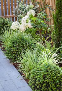 the garden is full of white flowers and green plants