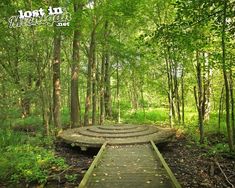 a wooden walkway in the middle of a forest