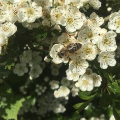 a bee is sitting on some white flowers