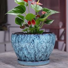 a potted plant sitting on top of a wooden table